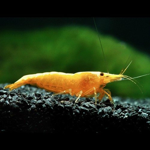 Neocaridina heteropoda yellow fire - Rückenstrich garnele gelb (1.5 - 2 cm)