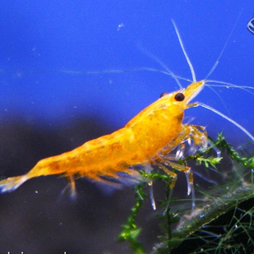 Neocaridina heteropoda orange fire - Rückenstrich garnele orange (1.5 - 2 cm)