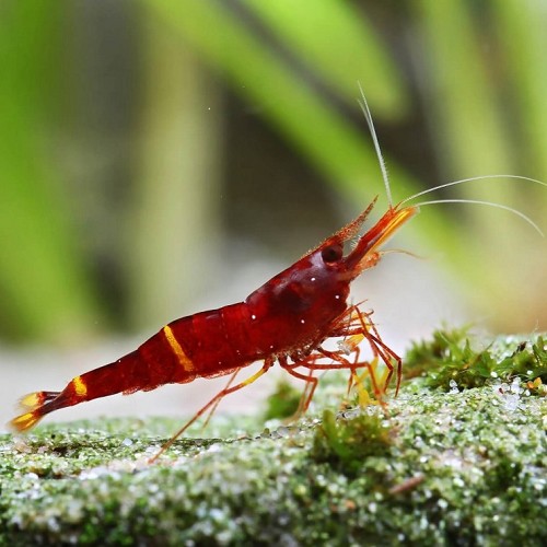 Caridina spinata-Yellow cheek