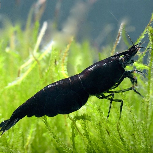 Neocaridina sp.black carbon rilli shrimp - Schwarzer carbon garnele