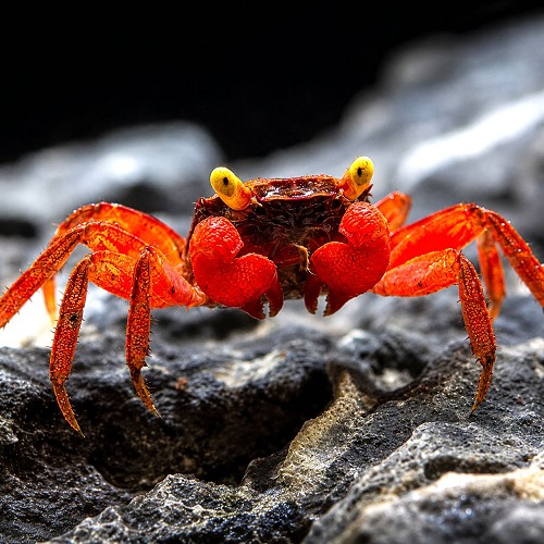 Geosesarma sp.rouxi  Vampierkrab
