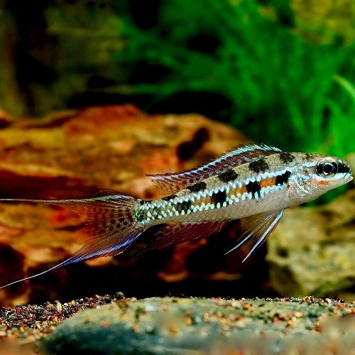 Dicrossus filamentosus - Schachtbrettcichlide 2 cm