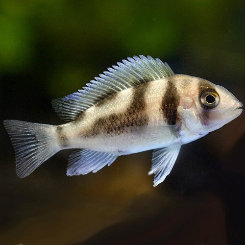 Cyphotilapia frontosa 'Black widow' - Tanganjikabeulenkopf 4-5 cm
