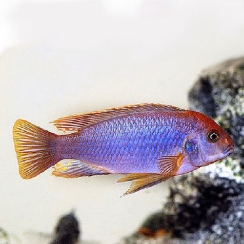 Iodotropheus sprengerae  - Malawibarsch 4-5 cm