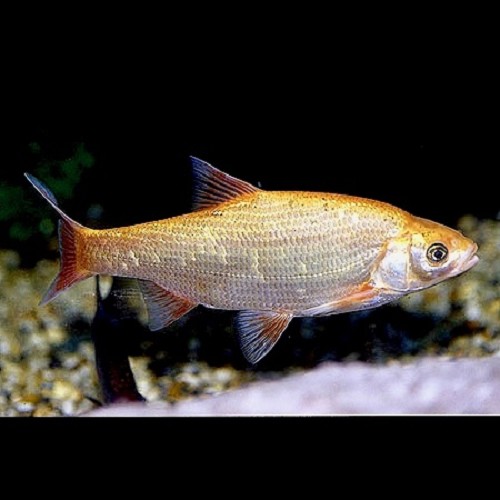 Leuciscus idus - Goldorfe 10-12 cm