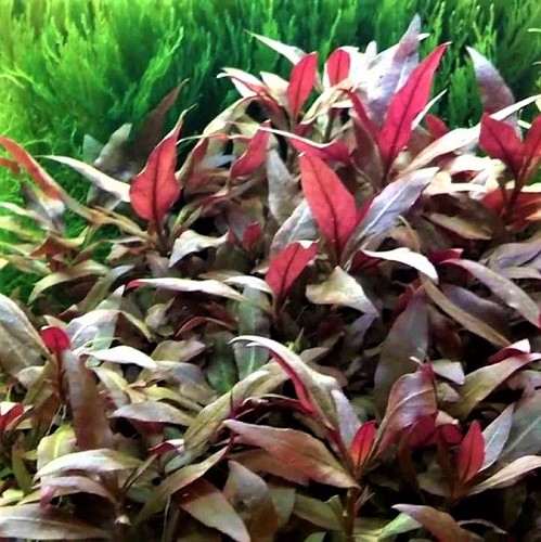 Alternanthera cardinalis - Breitblättriges, rosa rotes Papageienblatt im topf