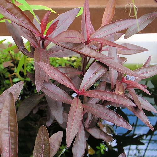 Alternanthera sessilis - Sitzendes Papageienblatt im topf