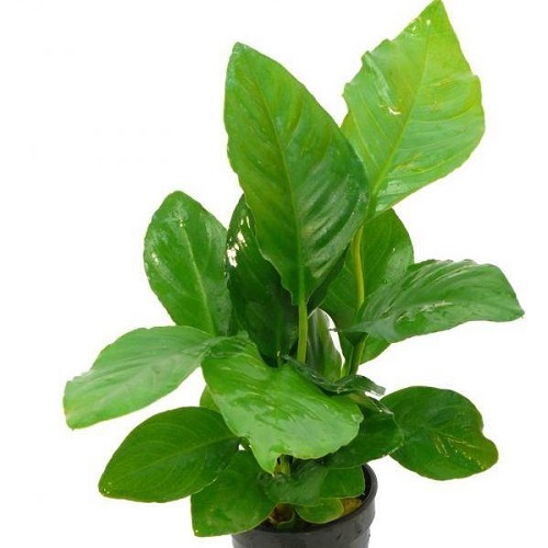 Anubias heterophylla - Verschiedenblättriges Speerblatt im topf