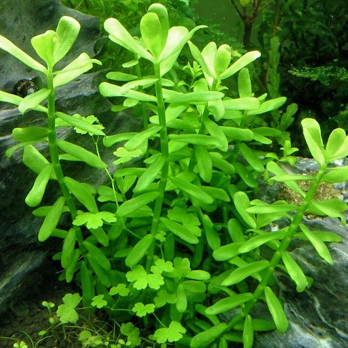 Bacopa crenata - Kleines Fettblatt im topf