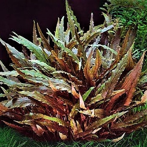 Cryptocoryne wendtii braun - Brauner Wasserkelch im topf