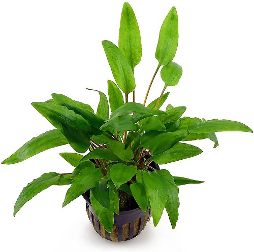 Cryptocoryne wendtii grün - Grüner Wendtscher Wasserkelch im topf