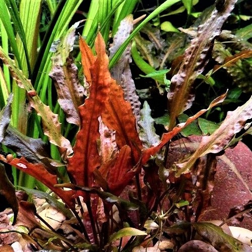 Cryptocoryne walkerii - Walkers Wasserkelch im topf