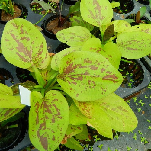 Echinodorus yellow sun - Froschlöffel im topf