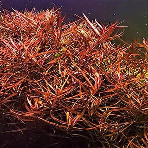 Ludwigia arcuata - Schmalblättrig Ludwigie im topf