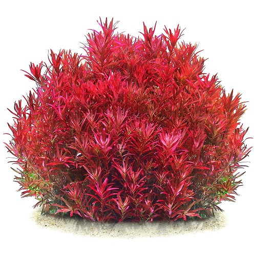 Rotala bloodred - Rundblättrige Rotala im topf
