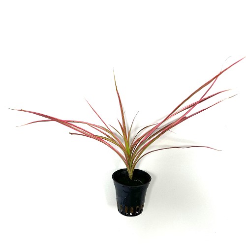 Dracena marginata red im topf
