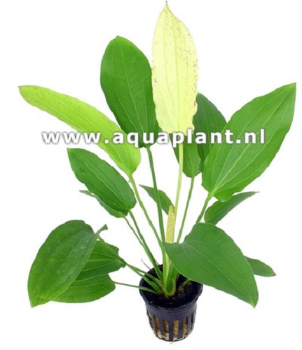 Echinodorus oriental - Schwertpflanze im topf