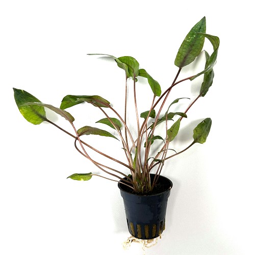 Cryptocoryne purpurea  im topf