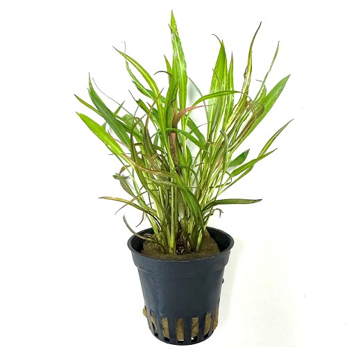 Cryptocoryne pink panther im topf
