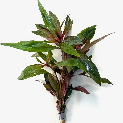 Alternanthera reineckii - Rosablättriges Papageienblatt