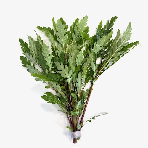 Hygrophila pinnatifida - Fiederspaltiger Wasserfreund