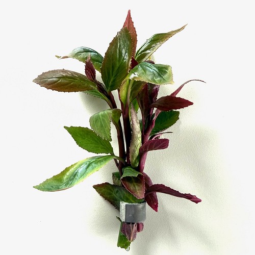 Lobelia cardinalis - Kardinalslobelie