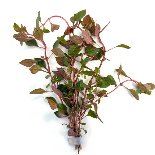 Ludwigia specie mini super red