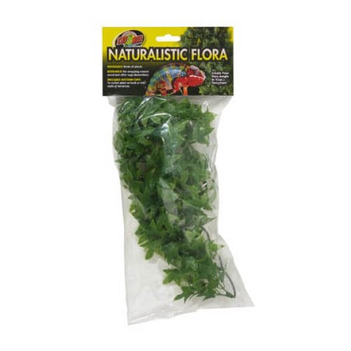 Small Congo Ivy
