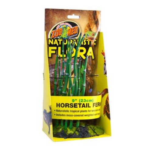 Horsetail 23cm