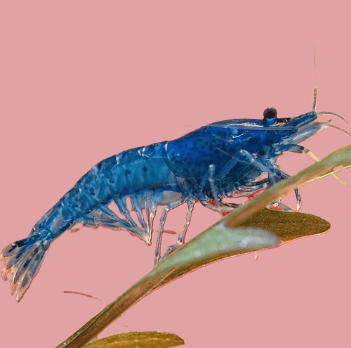 Neocaridina cherry - Blaue Zwerggarnele
