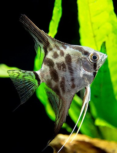 Pterophyllum scalare - Segelflosser blue paraiba S