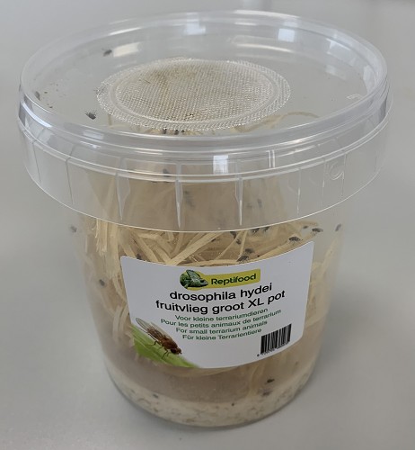 Fruitvliegen 7 in XL pot