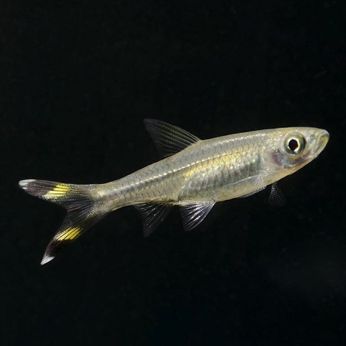 Rasbora trilineata - Glasrasbora M