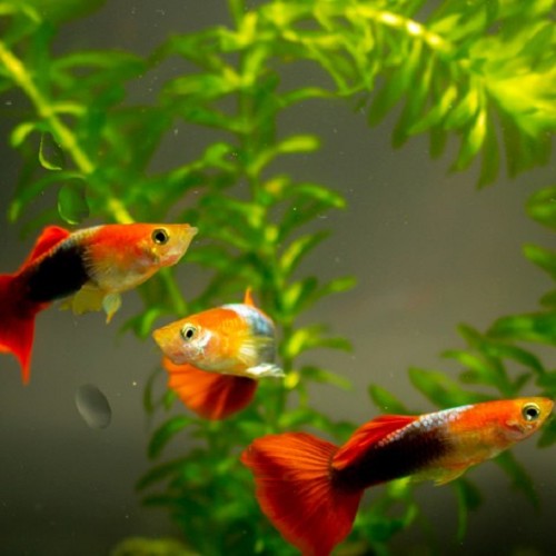 Poecilia reticulatus, Lebistes reticulatus - Guppy mann rot/blau