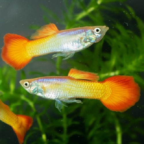 Poecilia reticulatus, Lebistes reticulatus - Guppy mann micariff sunset