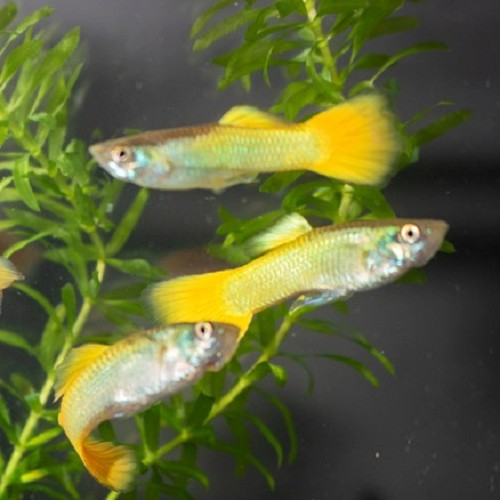 Poecilia reticulatus - Guppy mann german gelb