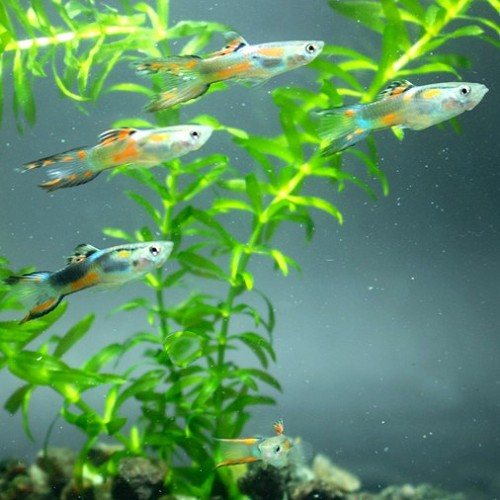Poecilia wingei male - Guppy endler mann