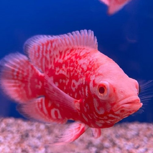 Astr.ocellatus Chili red nemo 6-8 cm