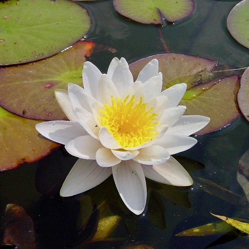 Nympheae gladstoniana