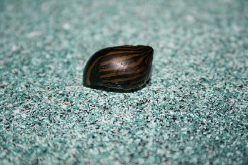 Neritina natalensis  Tijgerslak