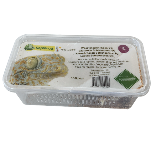 Heuschrecken Schistocerca Größe 4