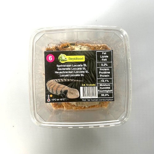 Heuschrecken Locusta Größe 6