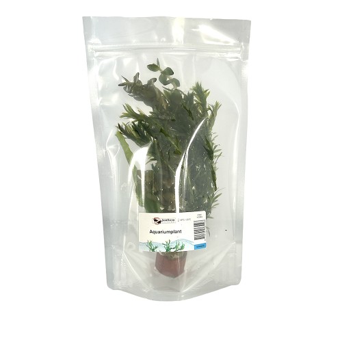 Aqariumplant in stazak koudwater