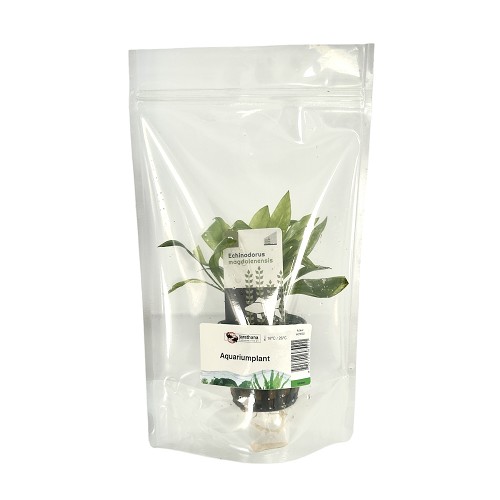 Echinodorus magdalenensis - Zwerg schwertpflanze