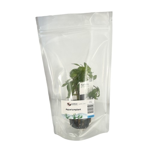 Hygrophila polysperma