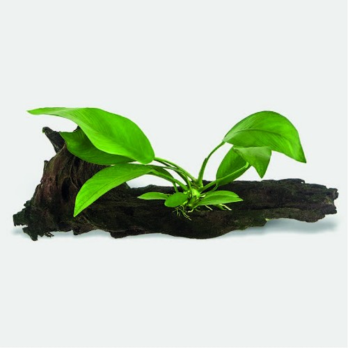 Anubias auf steinholz S