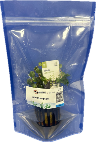 Rotala rotundifolia - Rundblättrige Rotala im standbodenbeutel