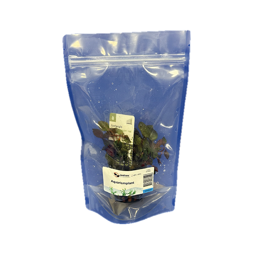 Kleine Tiefrote Ludwigie in standbodenbeutel