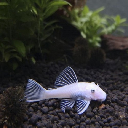Ancistrus temminckii gold blue eyes L144 - Bürstennasenwels gold blaue augen SM