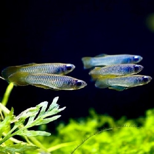 Aplocheilichthys normani - Normans leuchtaugenfisch L